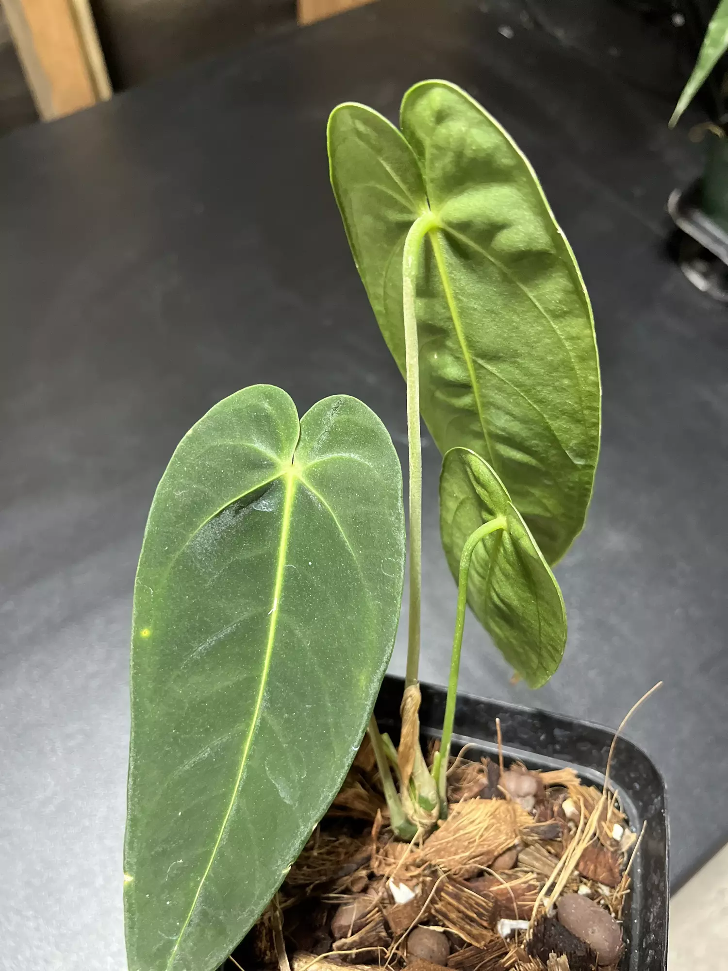 plant/Anthurium sp Choco-0