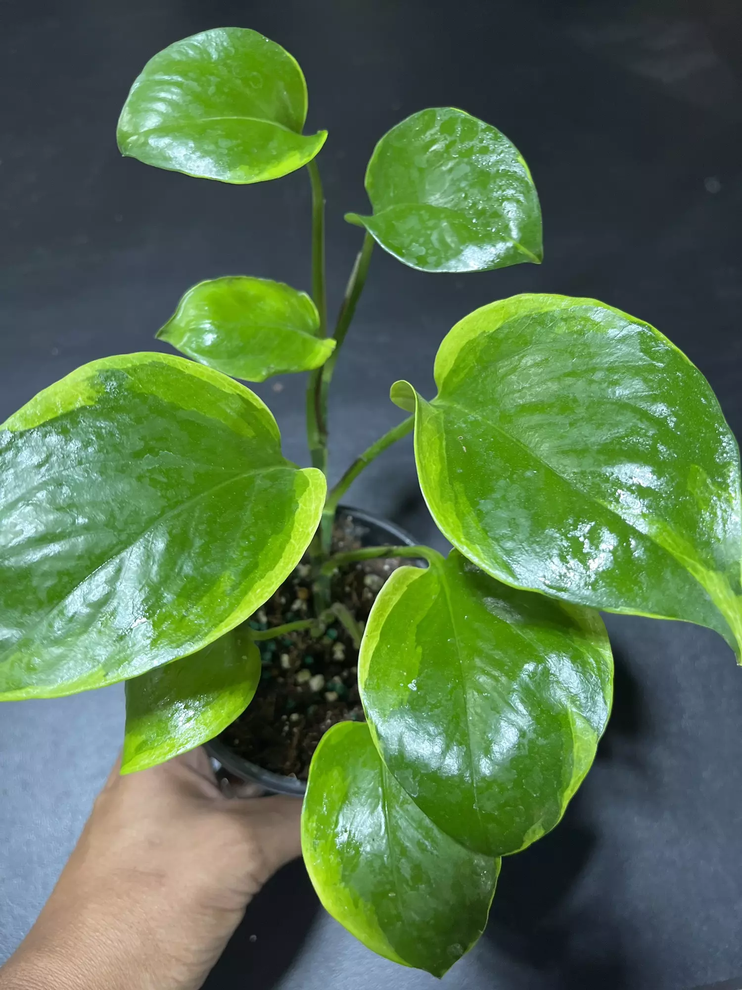 plant/Poonsin Manjula Mutation-0