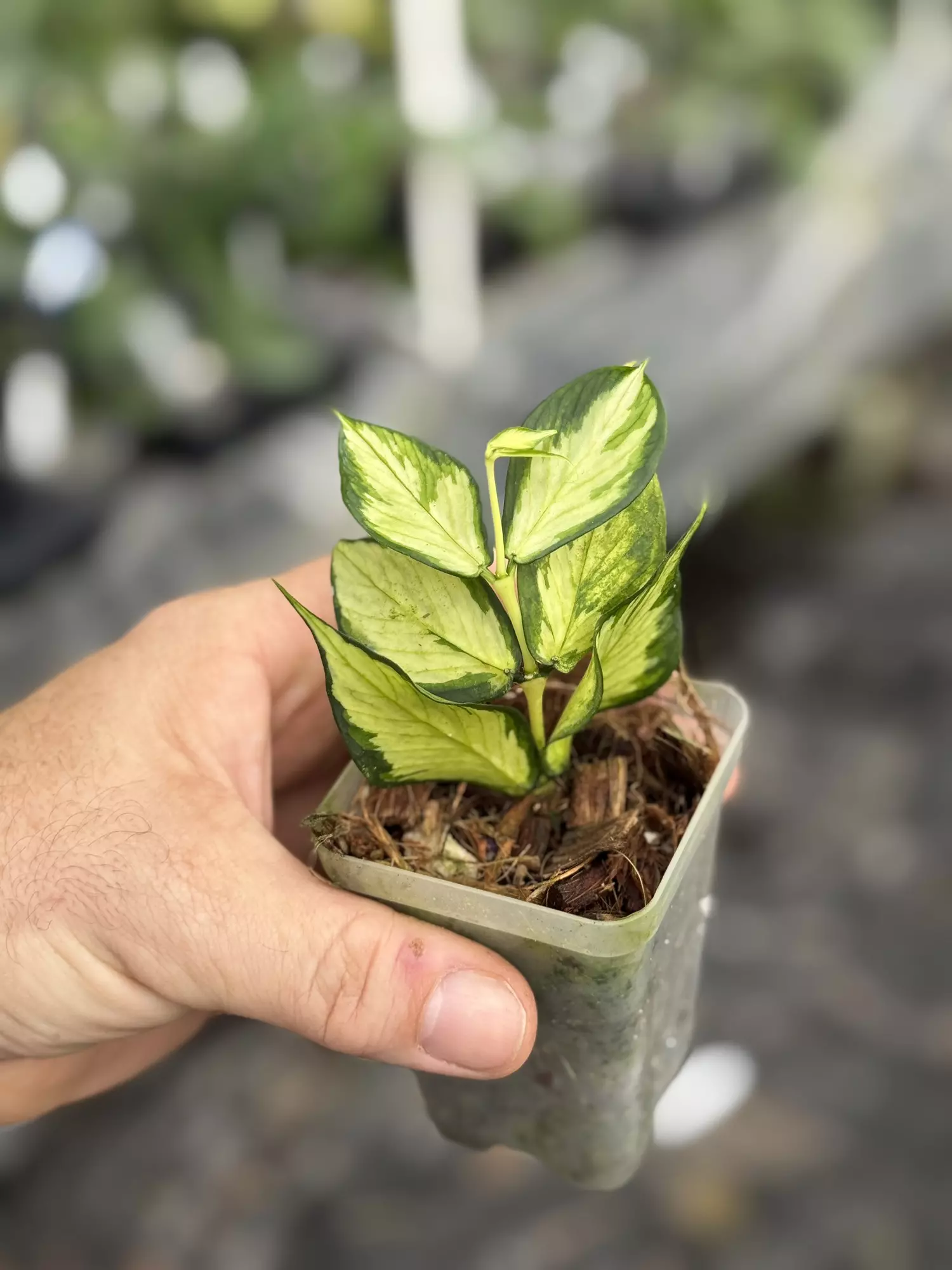 plant/Hoya Polyneura inner var-0