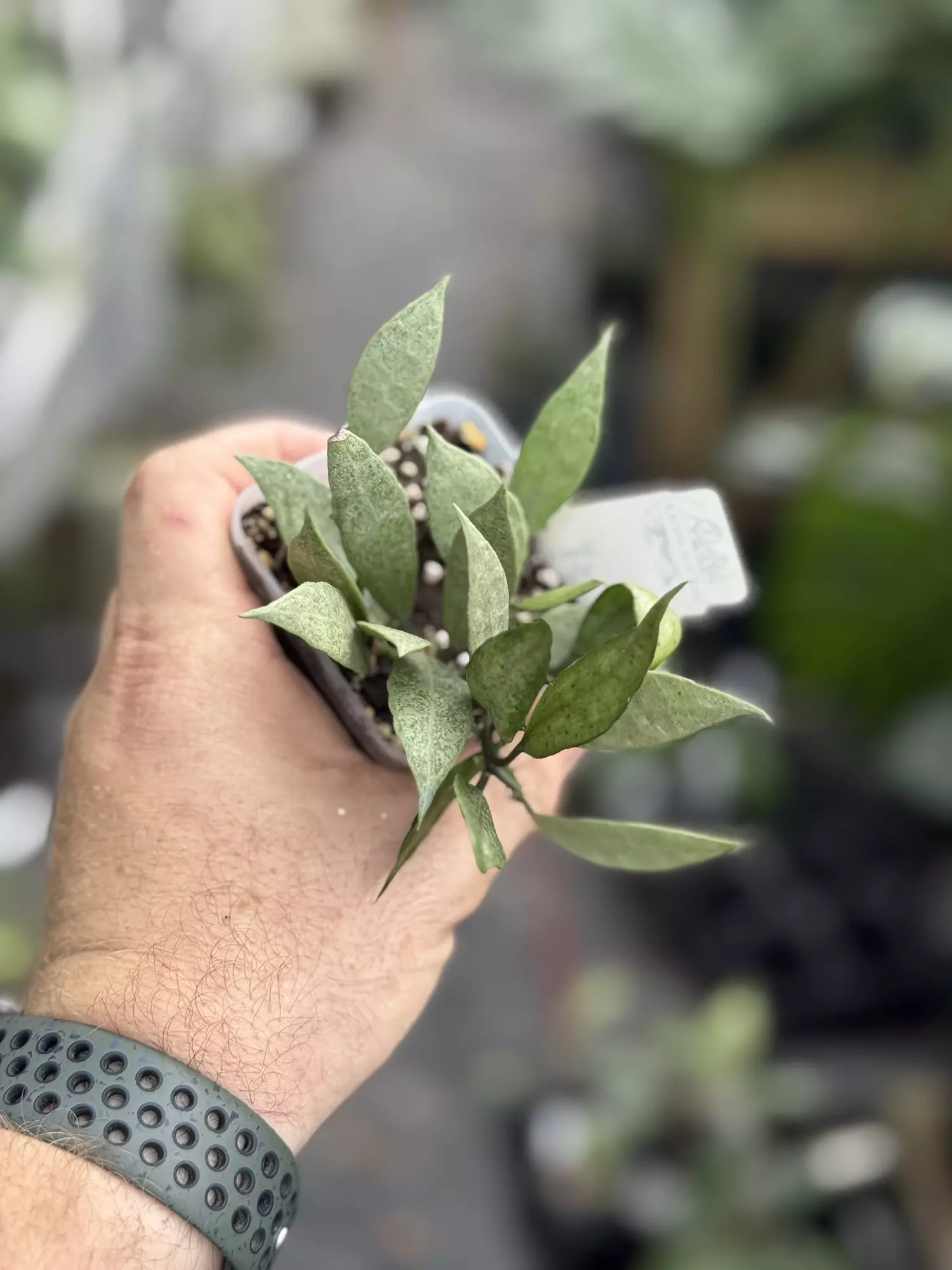 plant/Hoya Lacunosa white pearl-0
