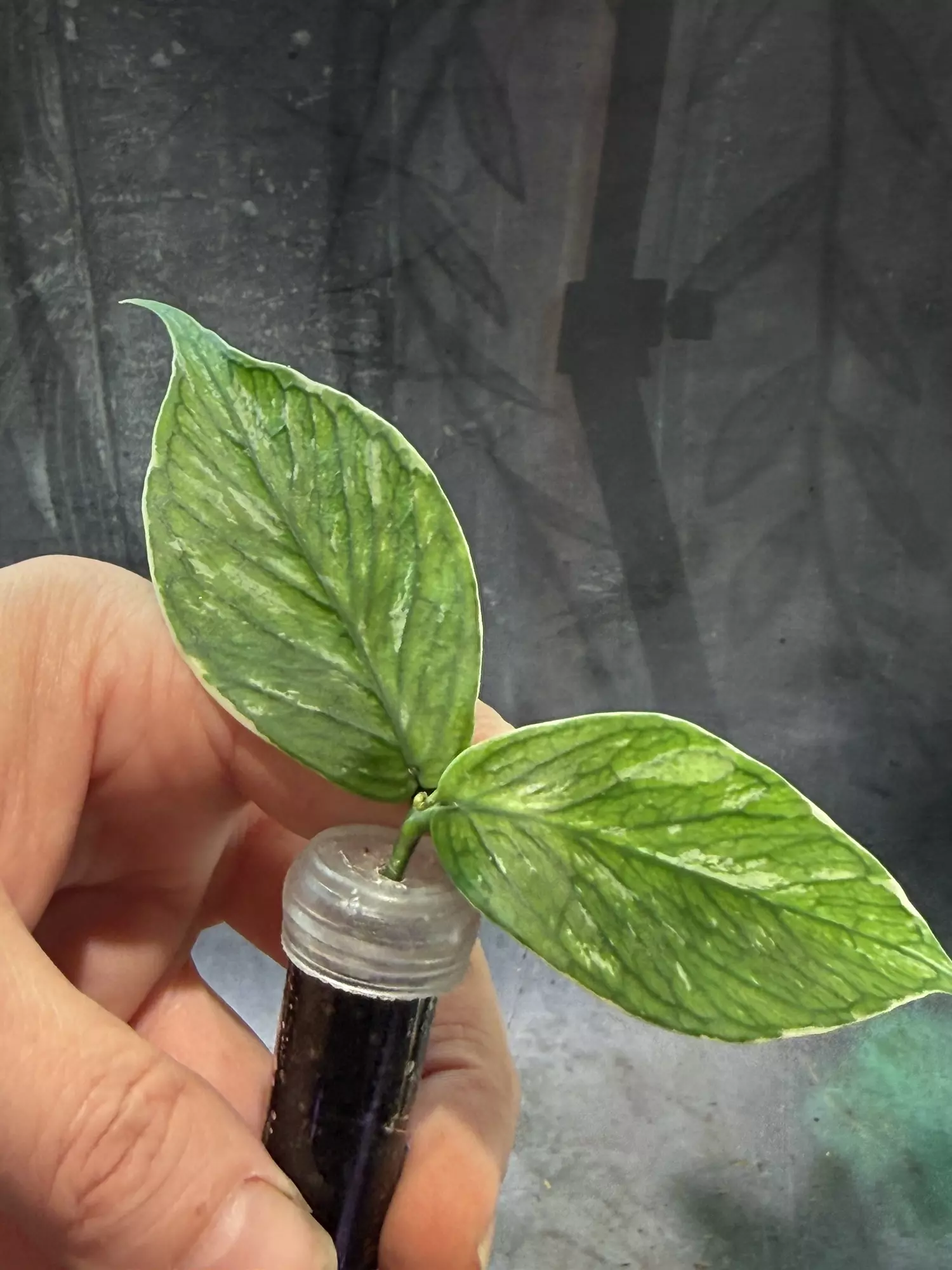 plant/Hoya polyneura jazminka unrooted top cut-1