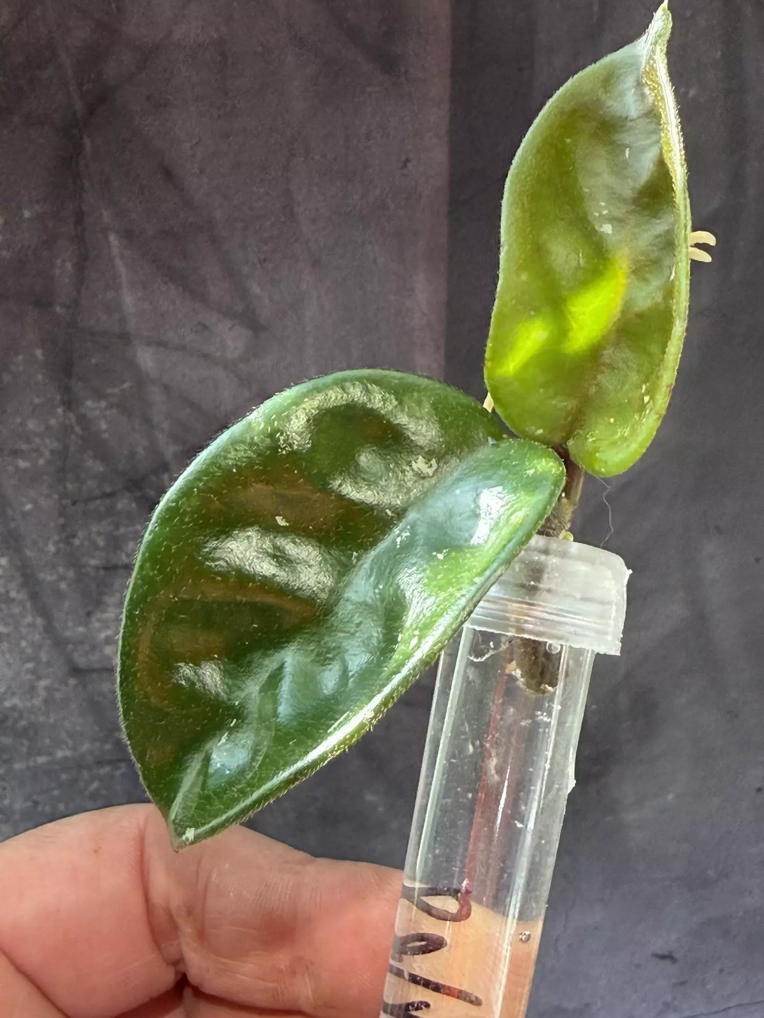 plant/Hoya krinkle 8 top cut-0