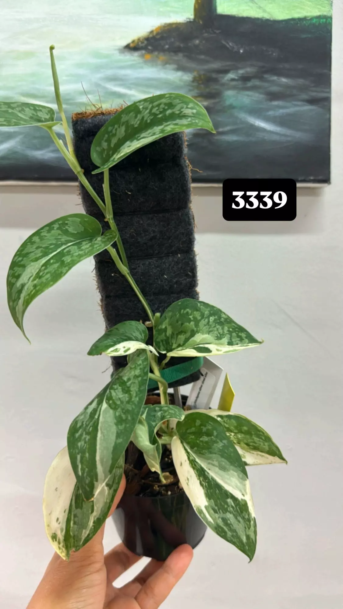 plant/Silver cloud albo-0