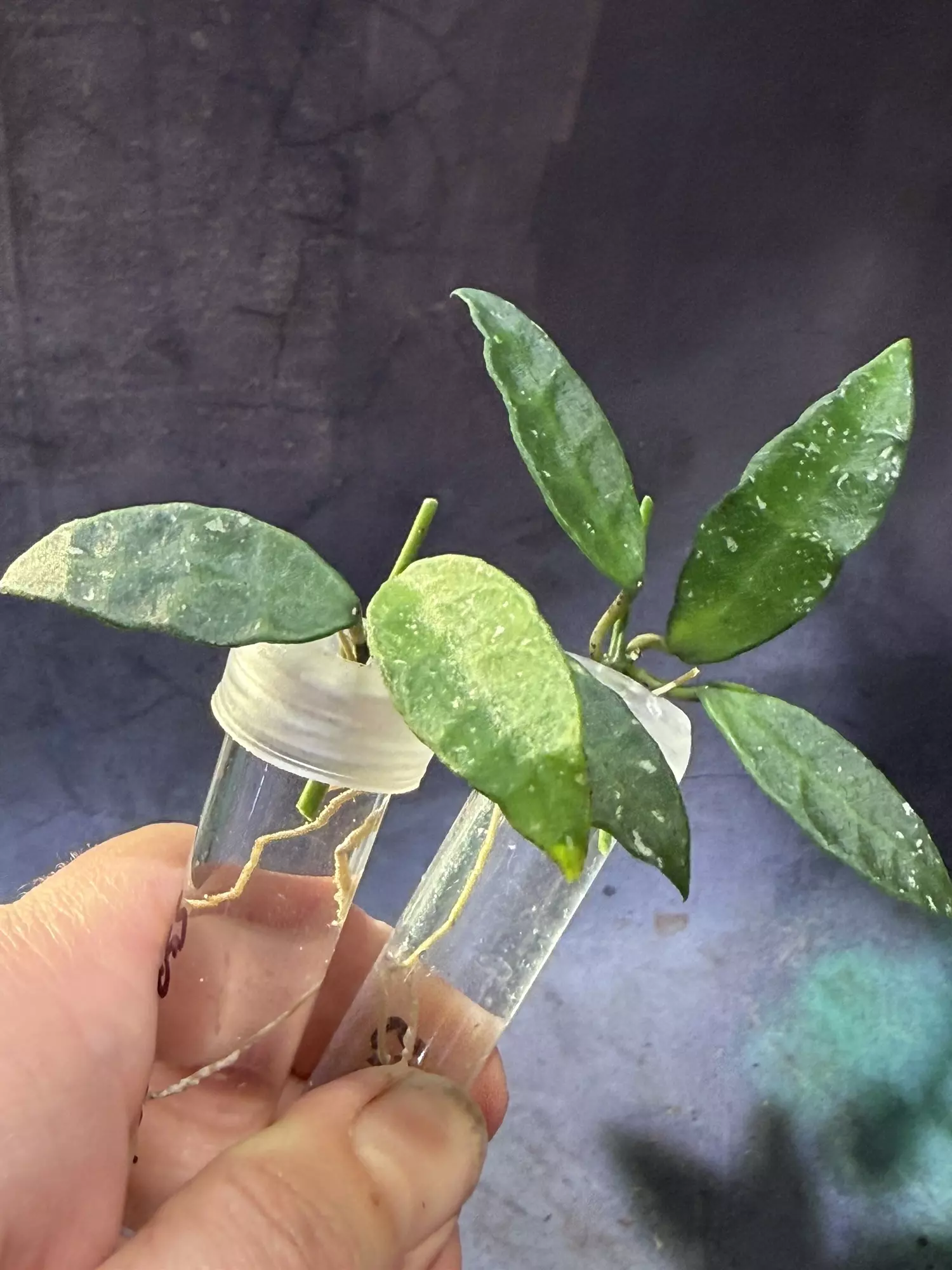 plant/Hoya lacunosa sr 2010-055 unrooted cut-2