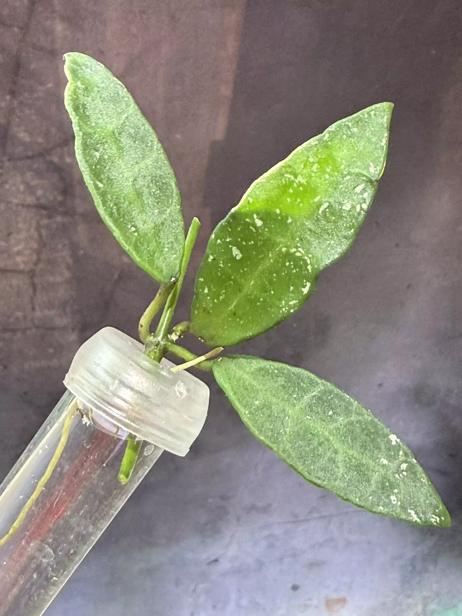 plant/Hoya lacunosa sr 2010-055 unrooted cut-0