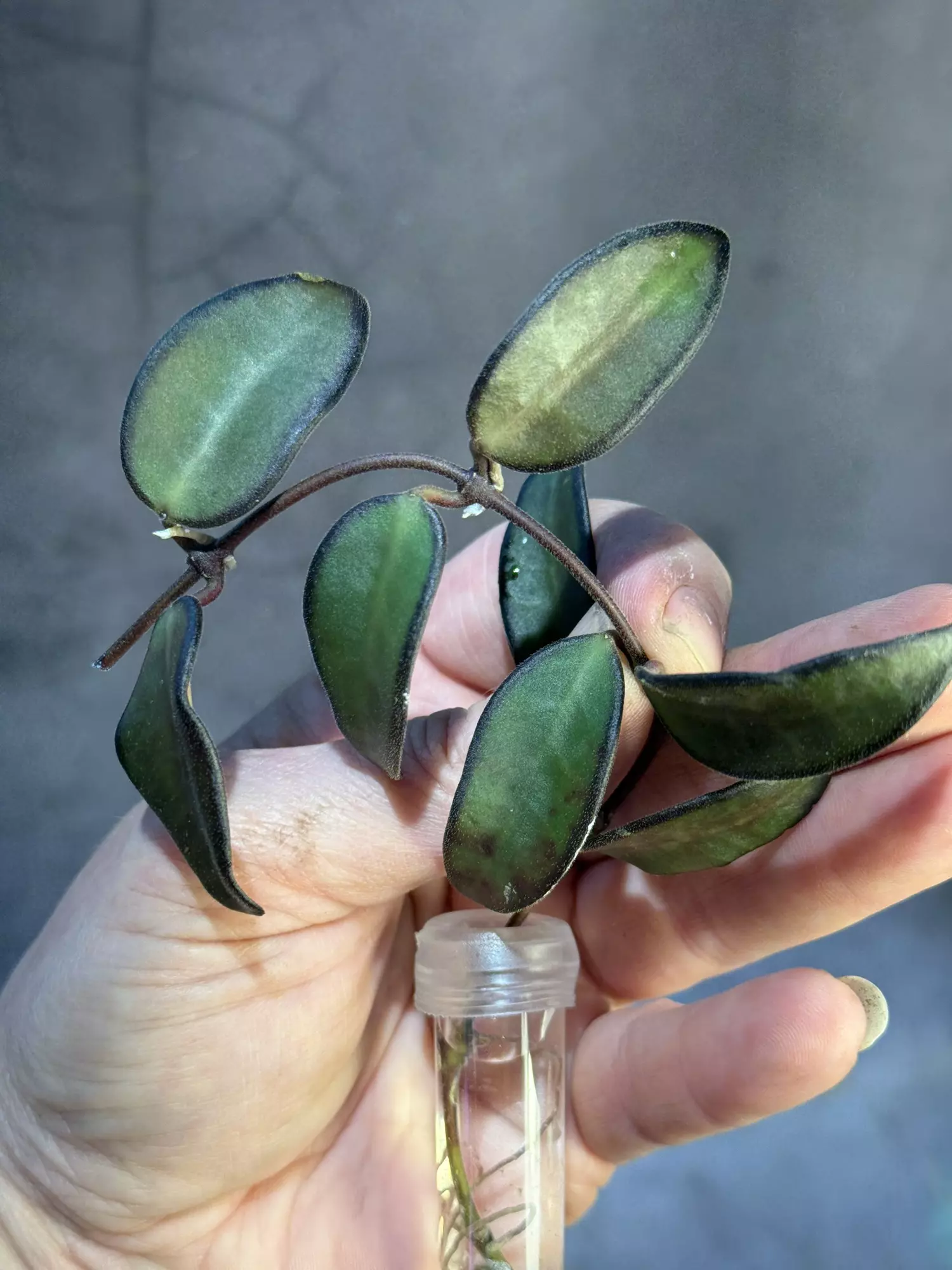 plant/Hoya Rosita rooting cutting-1