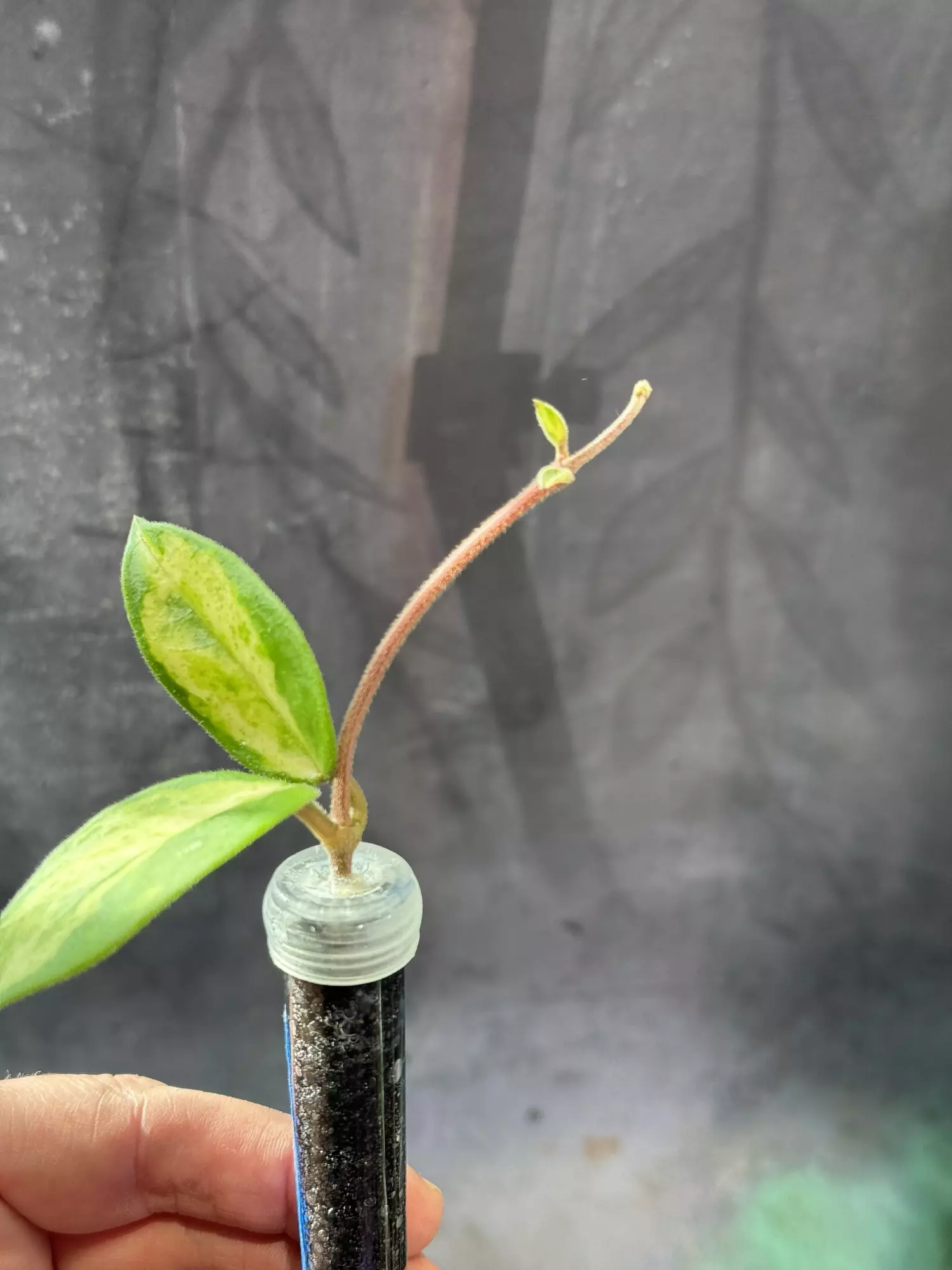 plant/Hoya madara green edge Madara GE unrooted top cut-3