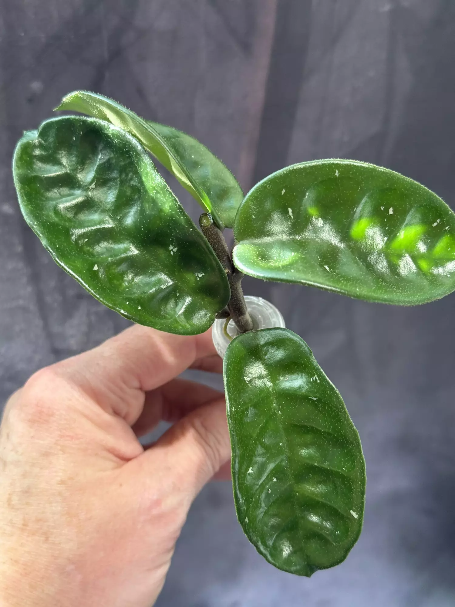 plant/Hoya Krinkle 8-0