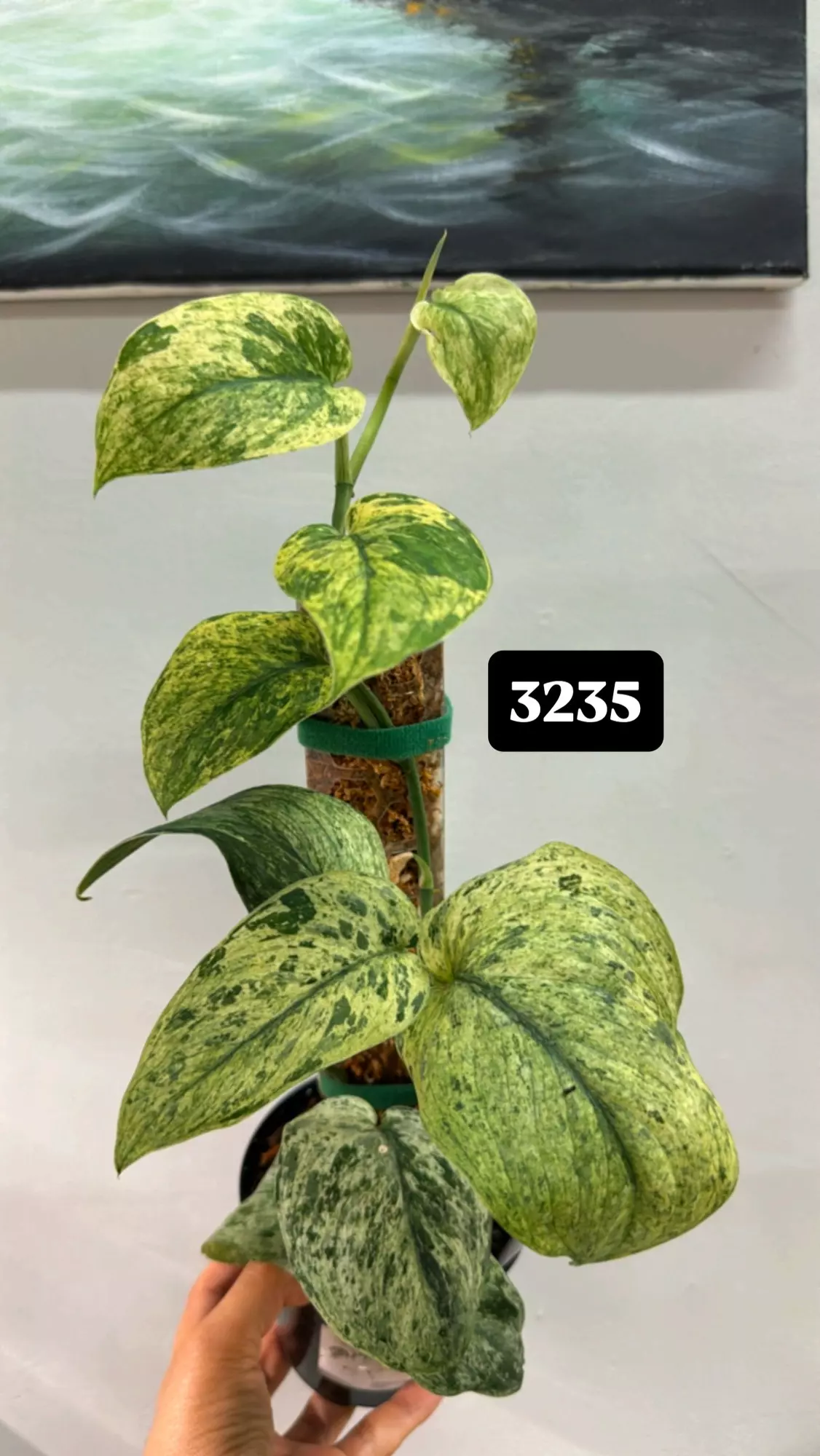 plant/Cream brûlée-0