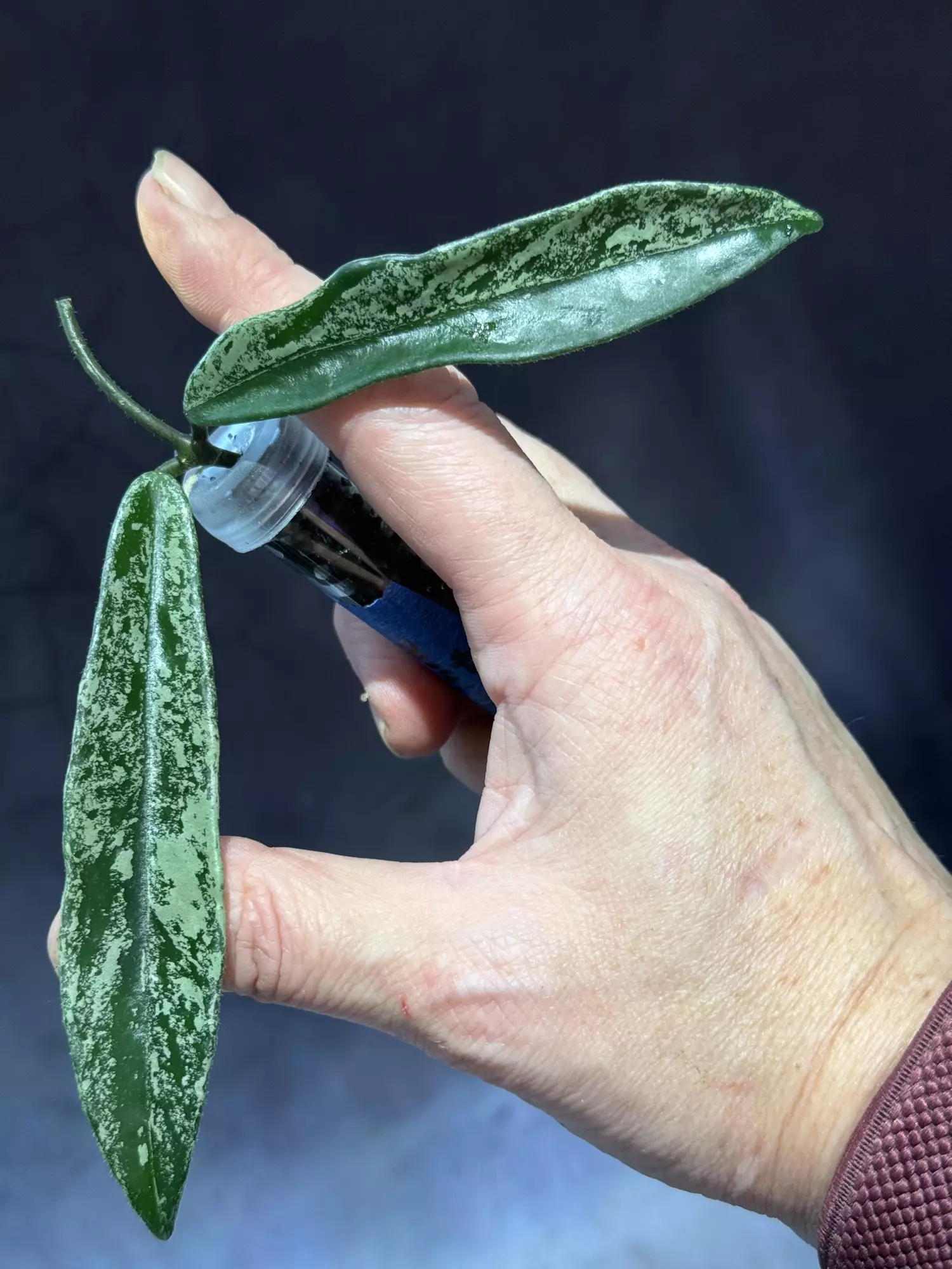 plant/Hoya minibelle splash unrooted cutting-1