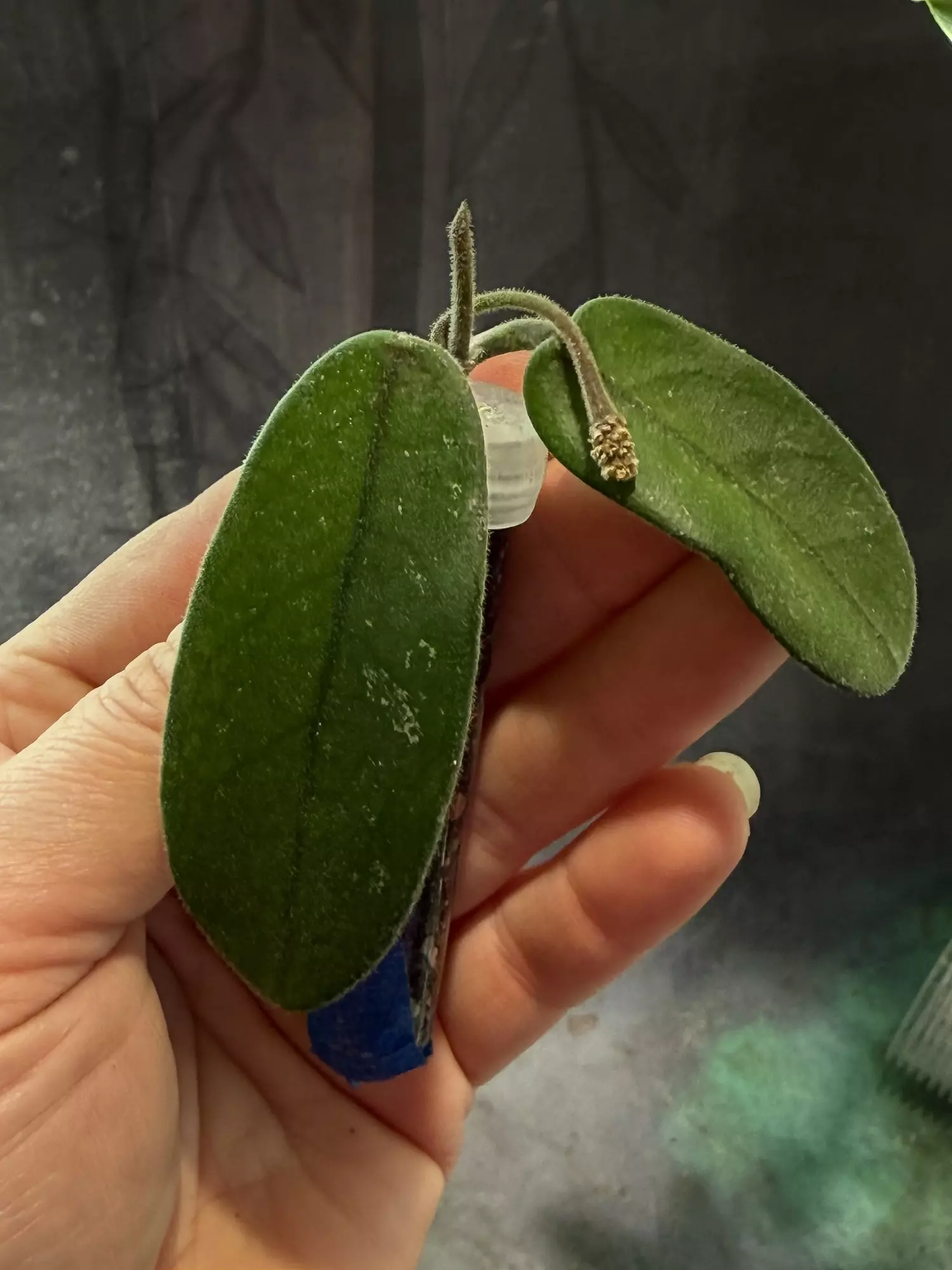 plant/Hoya Sichuaensis unrooted cut with peduncle-0