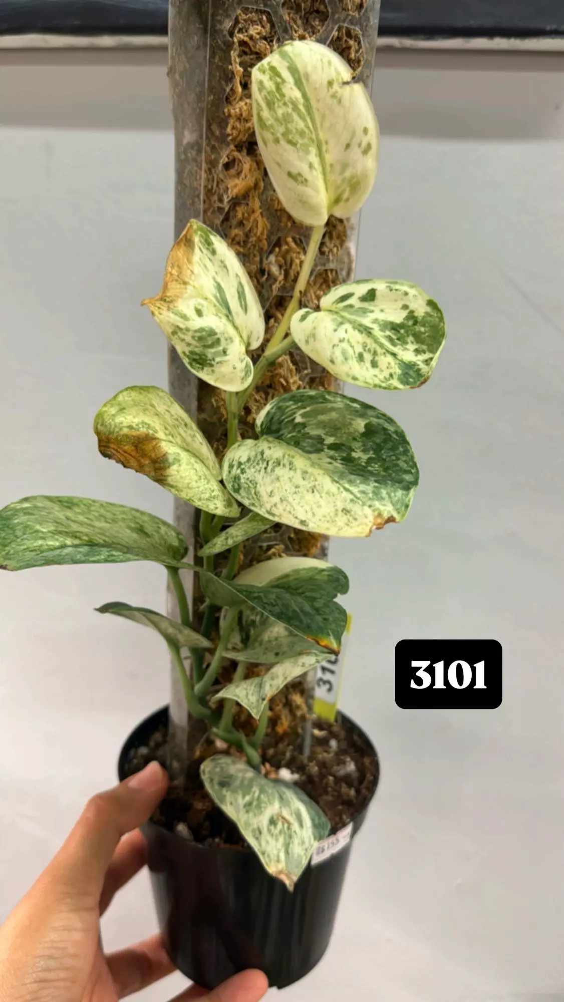 plant/Halimoon (some leaf burns, high color)-0