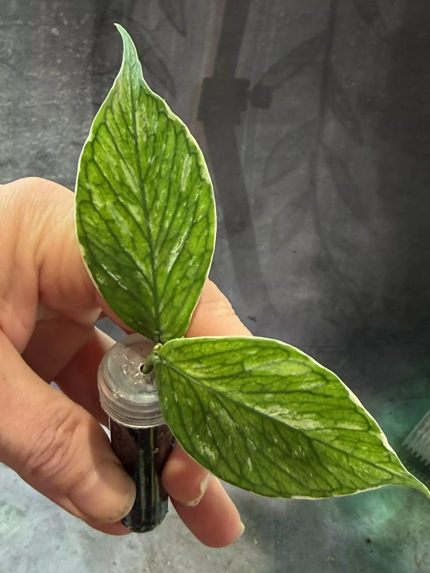 plant/Hoya polyneura jazminka unrooted top cut-0