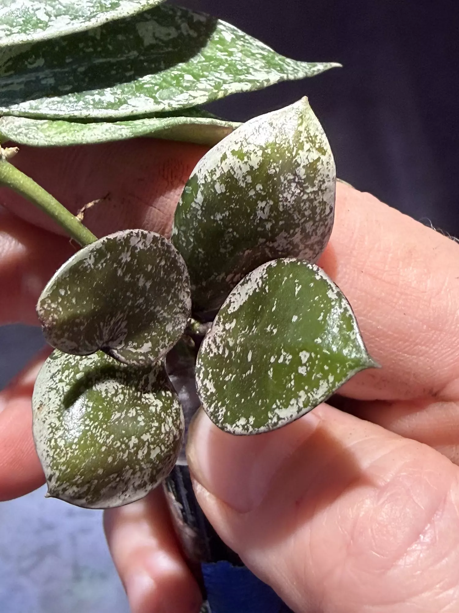 plant/Hoya lacunosa super splash unrooted cut-2