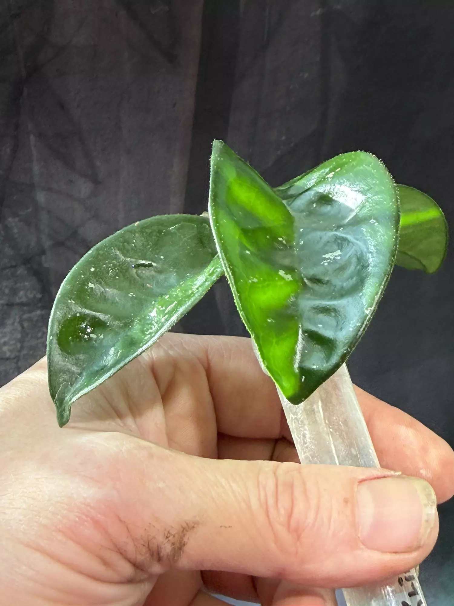 plant/Hoya Krinkle 8-3