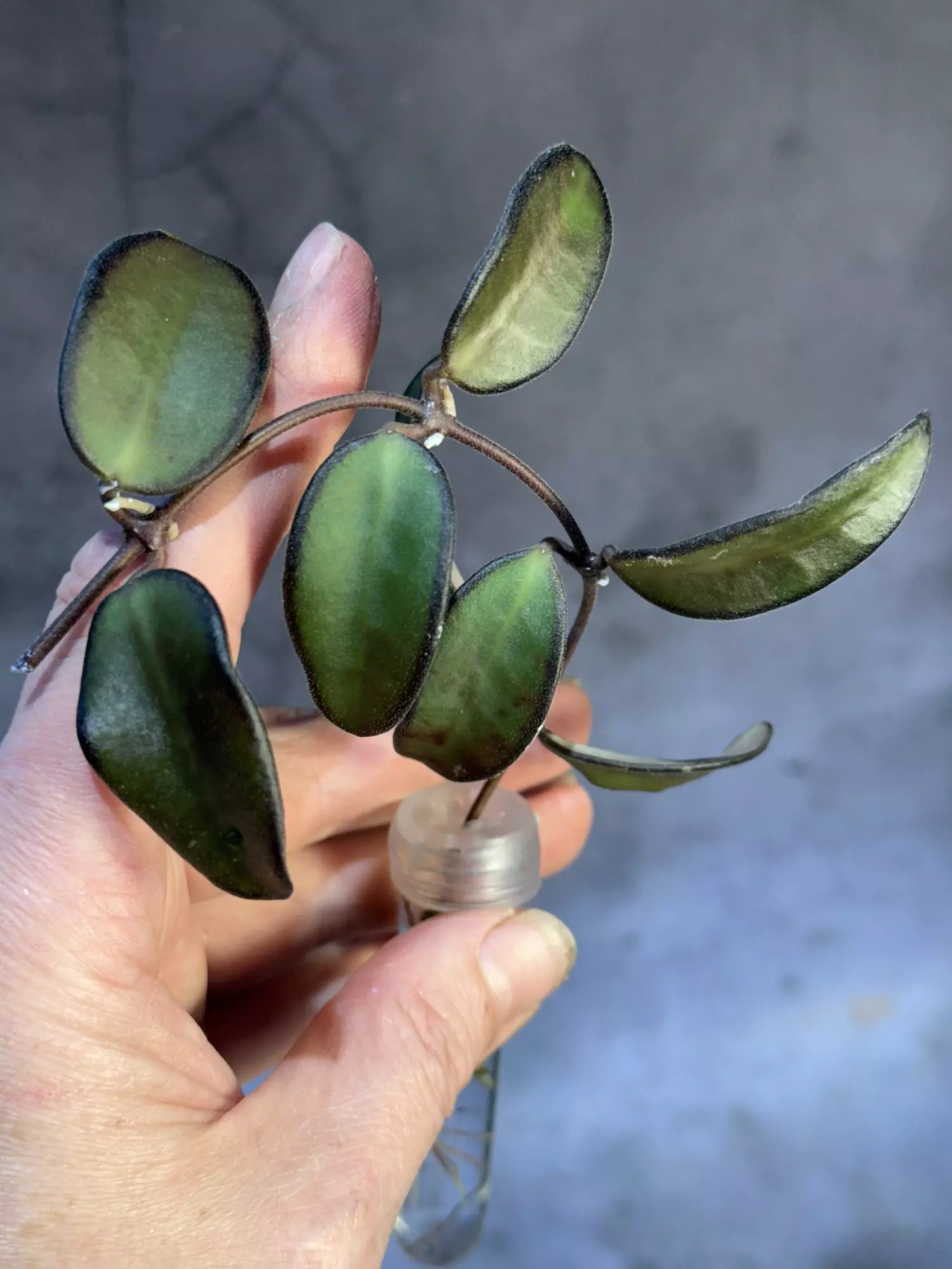 plant/Hoya Rosita rooting cutting-0