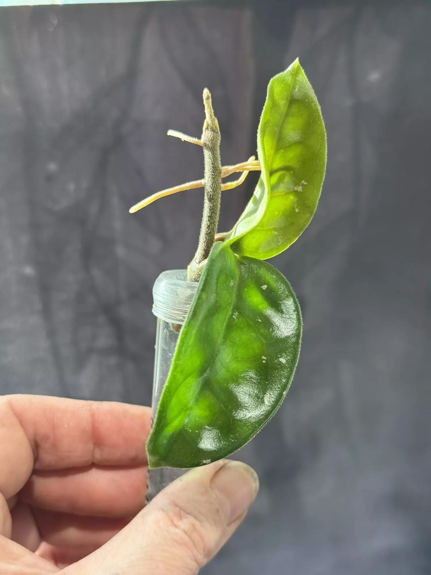 plant/Hoya krinkle 8 top cut-2