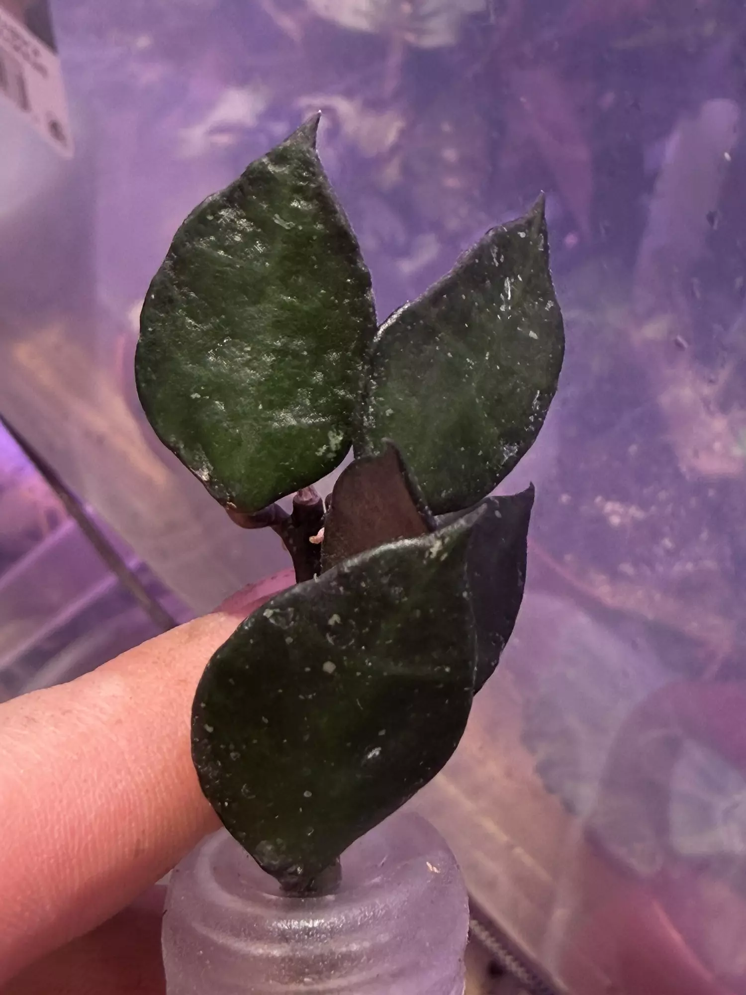 plant/Hoya krohniana black unrooted cut-0