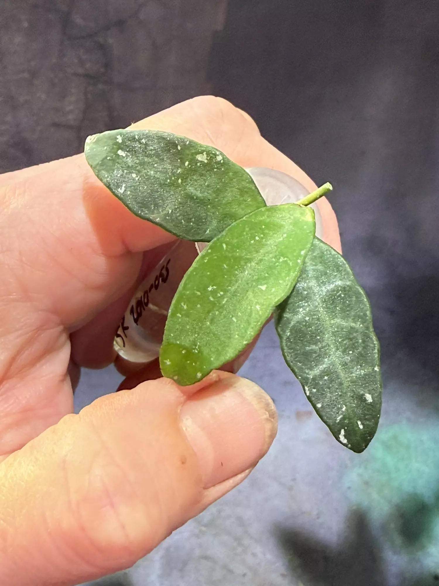 plant/Hoya lacunosa sr 2010-055 unrooted cut-1