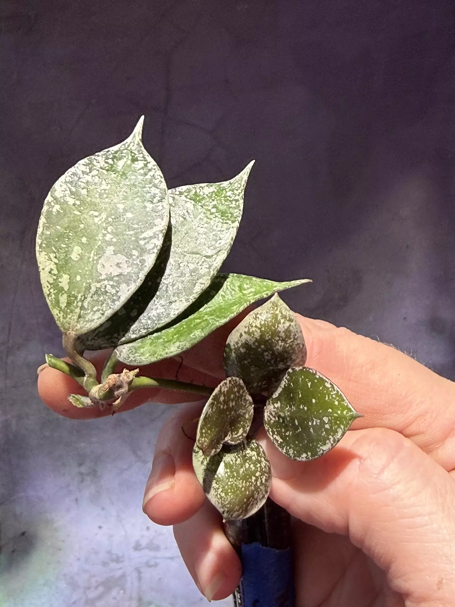 plant/Hoya lacunosa super splash unrooted cut-0