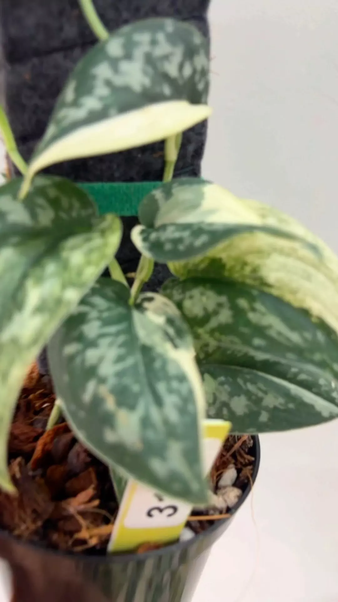 plant/Mayari (two vines)-1