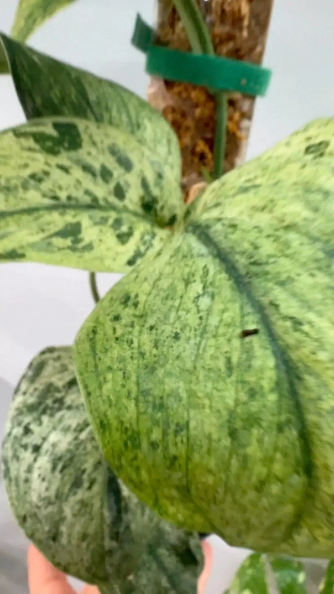 plant/Cream brûlée-1