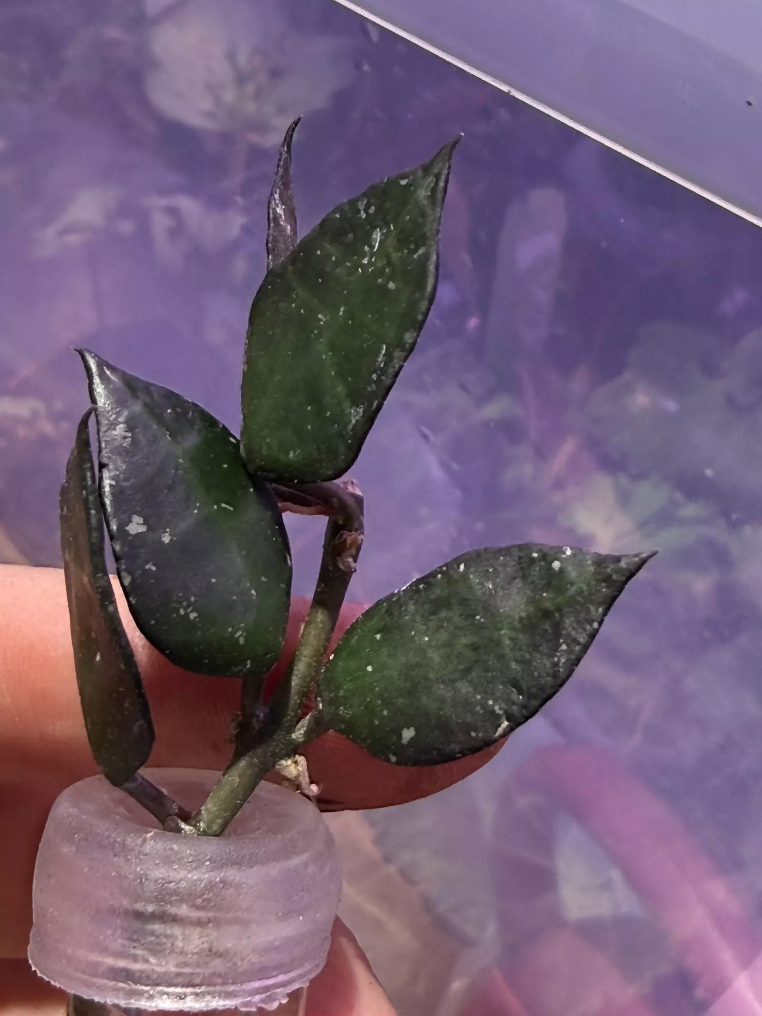 plant/Hoya krohniana black unrooted cut-1