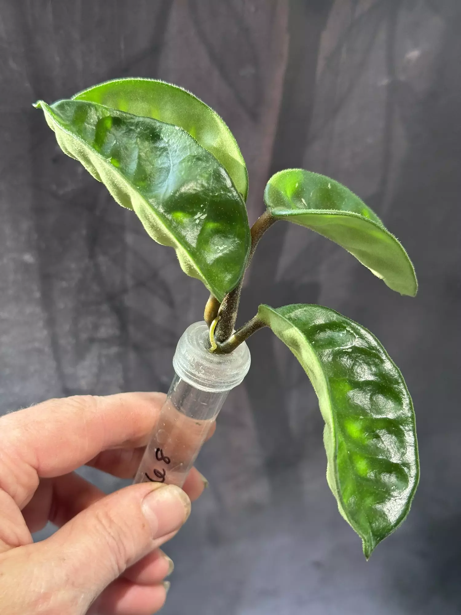 plant/Hoya Krinkle 8-1