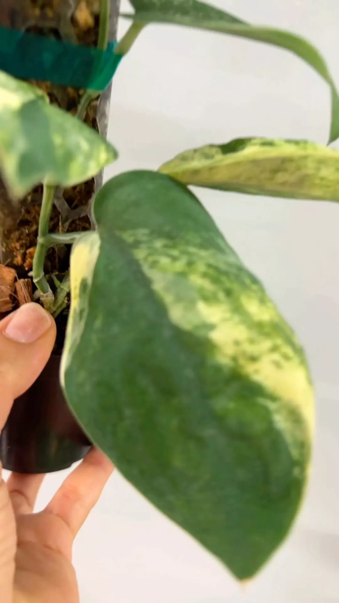 plant/Mangurai var-1