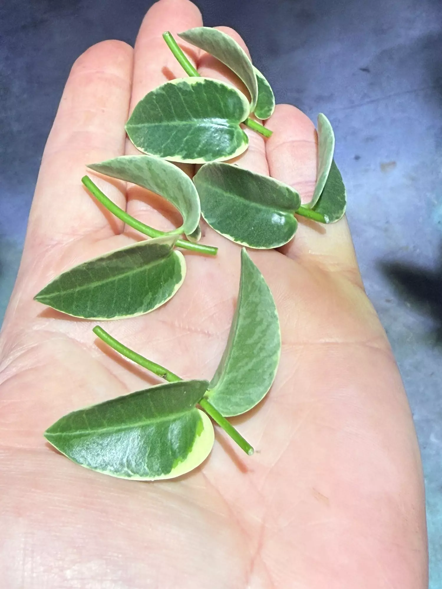 plant/Hoya cummingiana albo outer variegated cutting-0