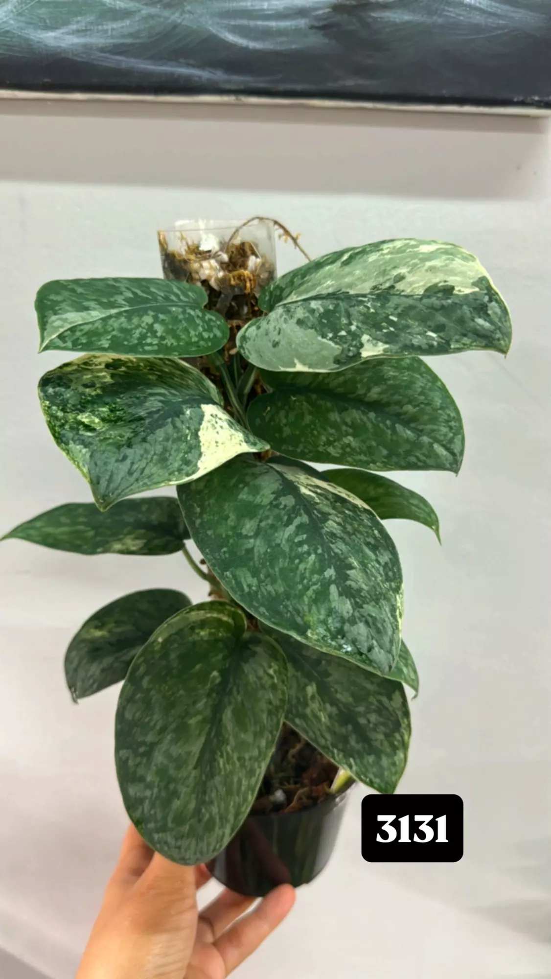 plant/Salamount var-0