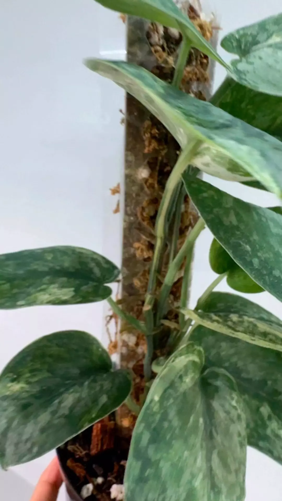 plant/Salamount var-1