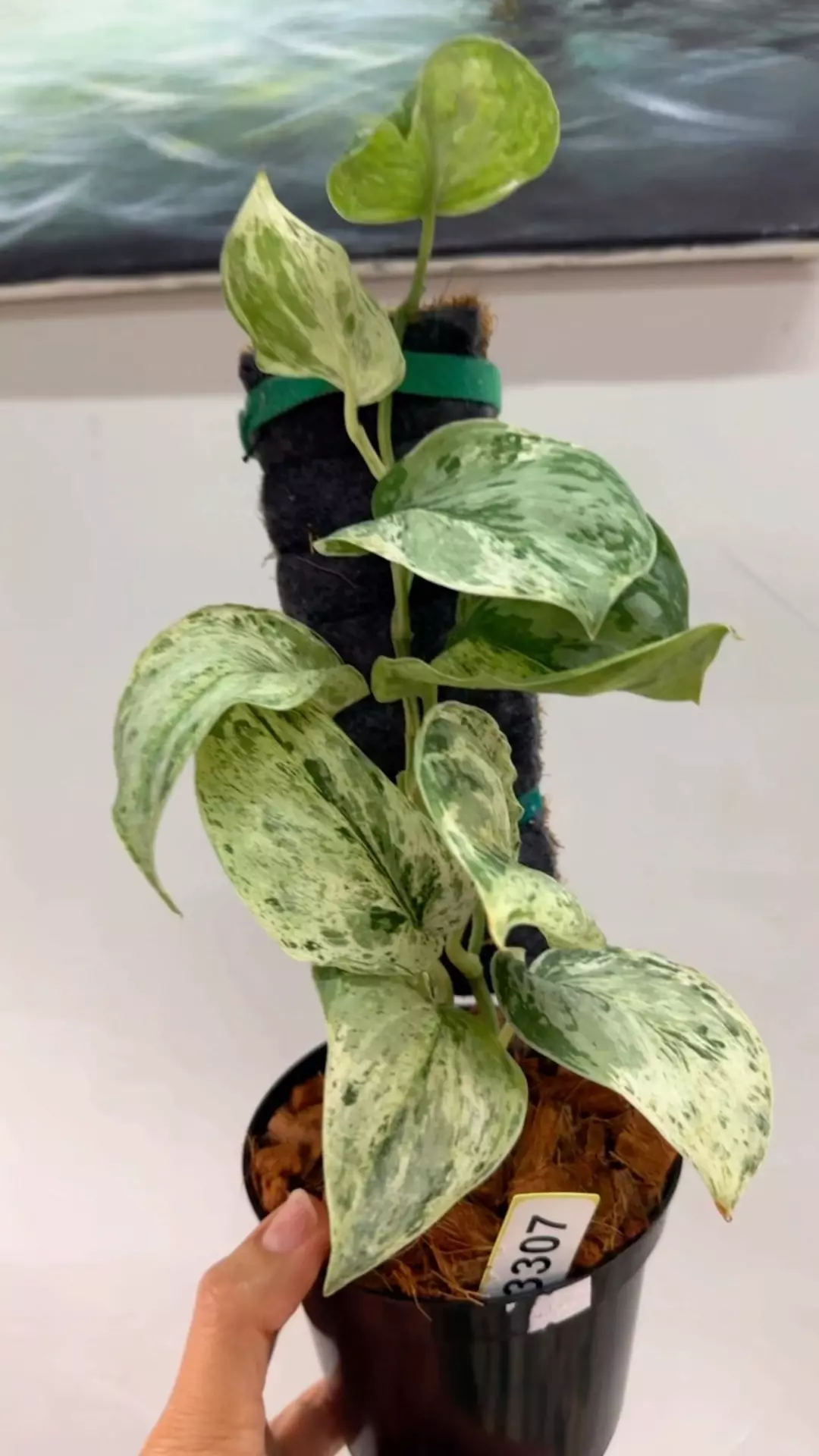 plant/Peasun-1