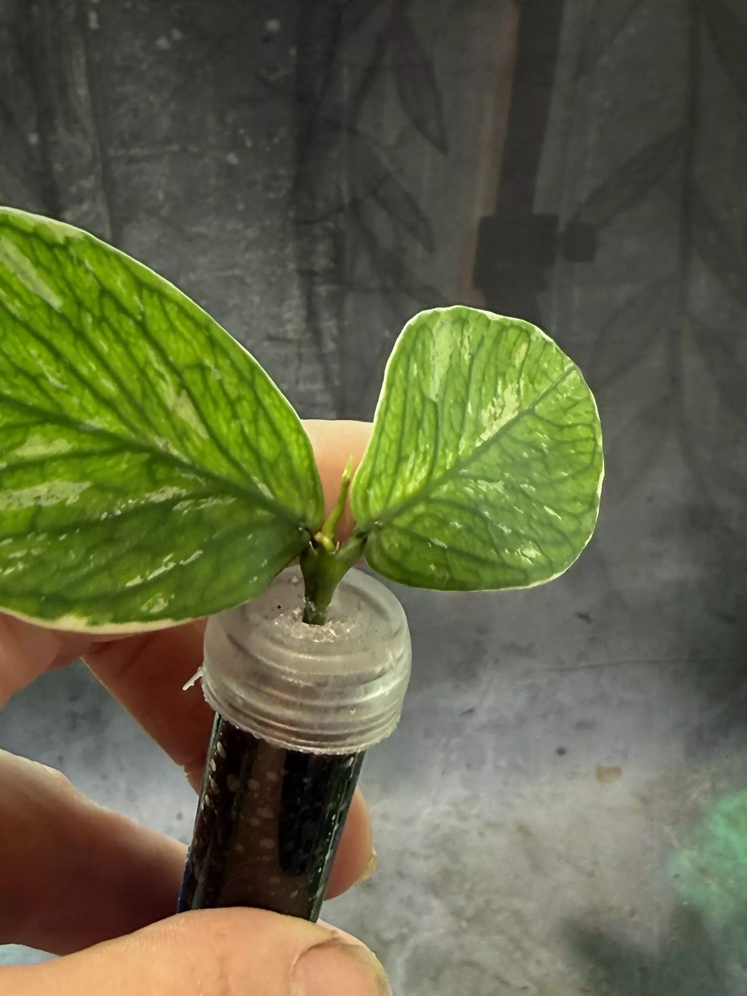 plant/Hoya polyneura jazminka unrooted top cut-2