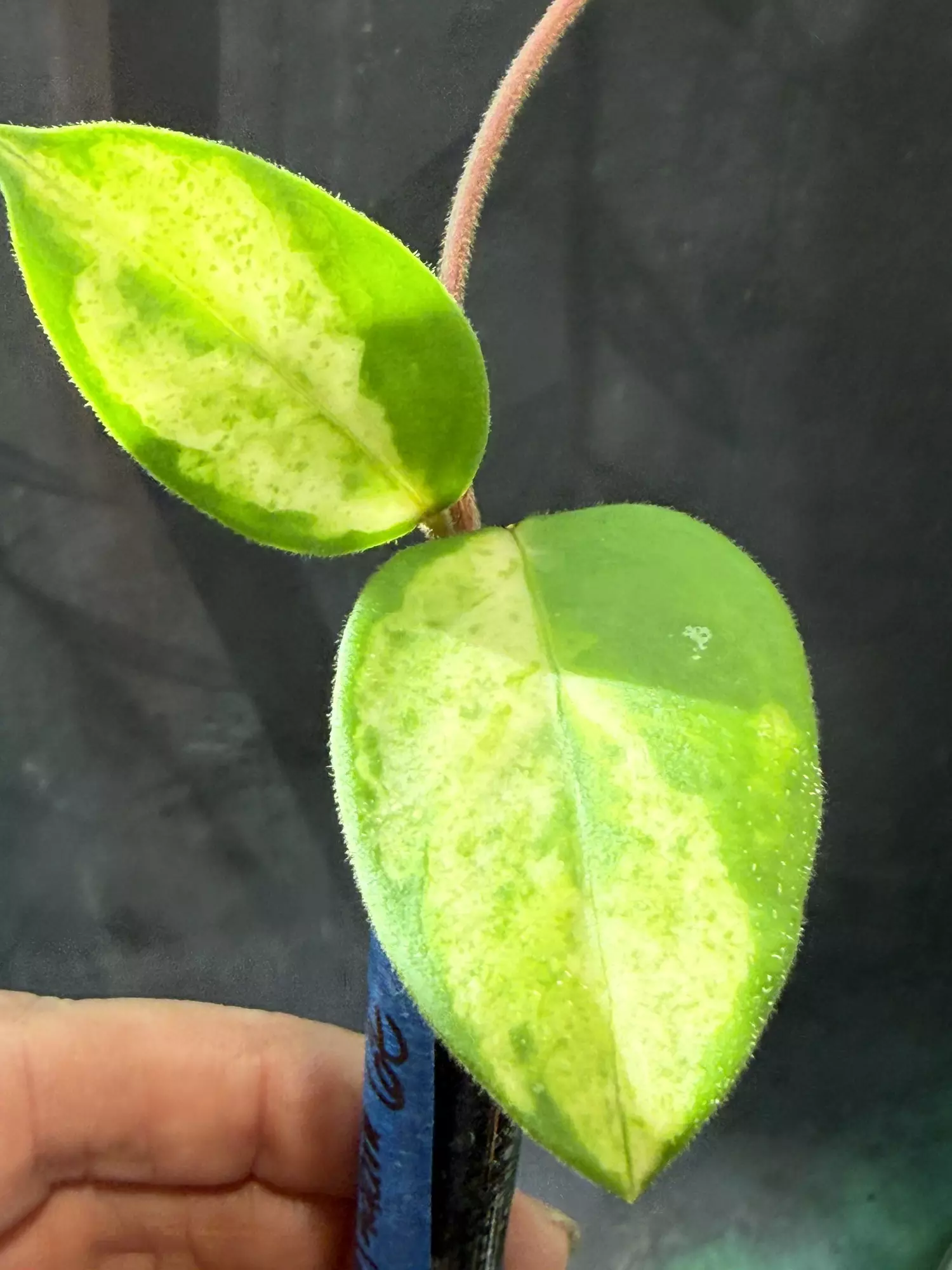 plant/Hoya madara green edge Madara GE unrooted top cut-0