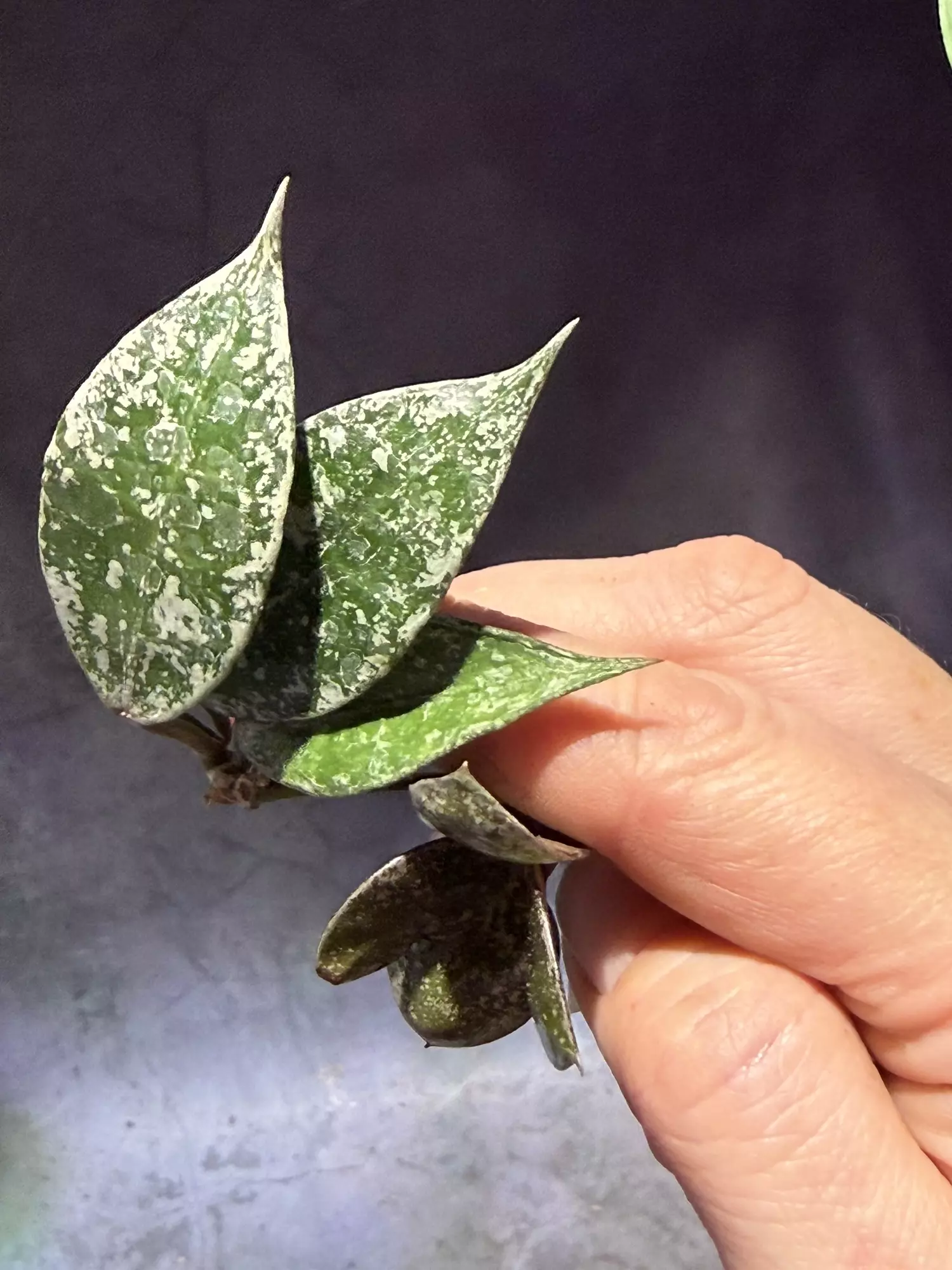 plant/Hoya lacunosa super splash unrooted cut-1