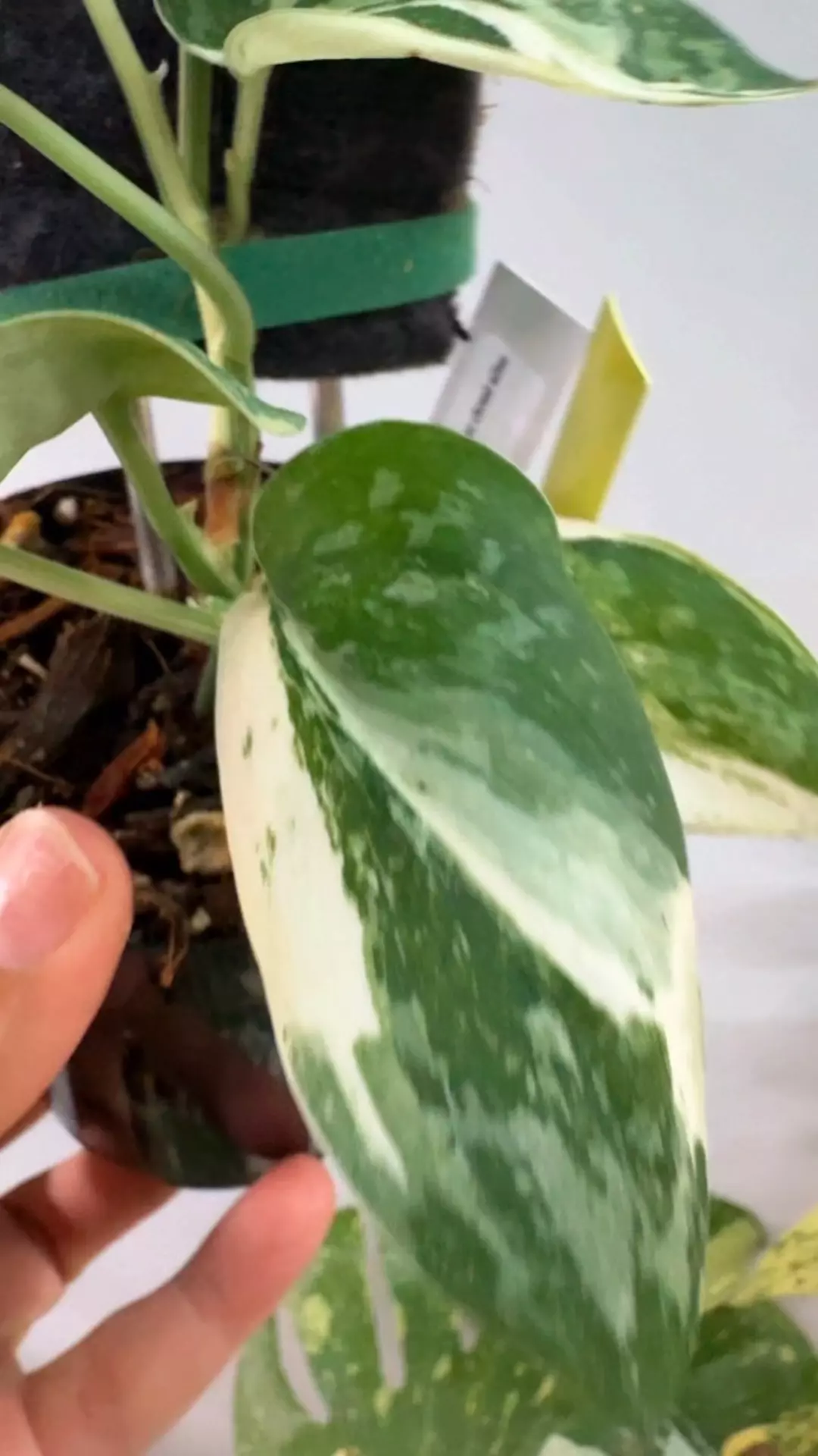 plant/Silver cloud albo-1