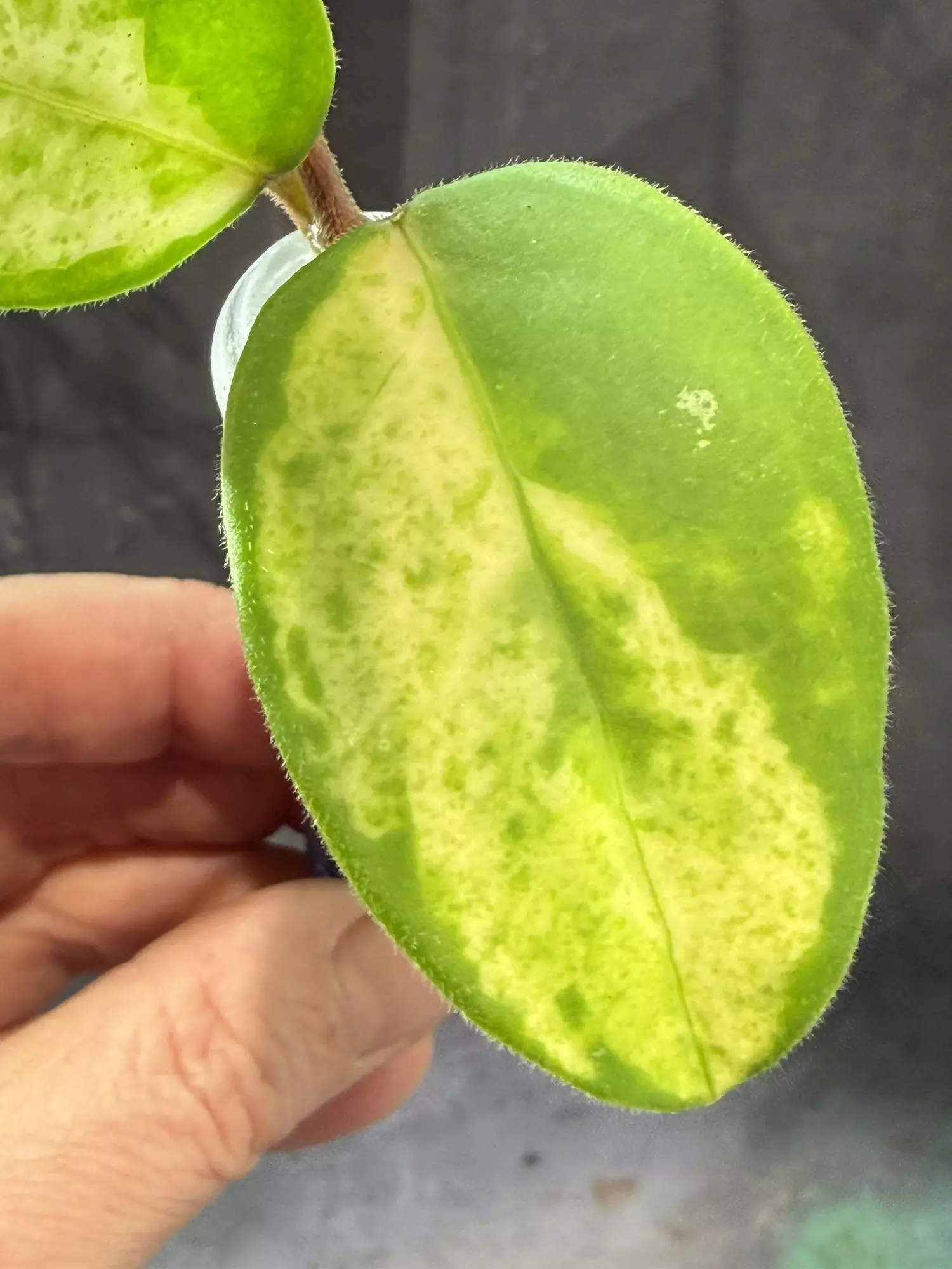 plant/Hoya madara green edge Madara GE unrooted top cut-1