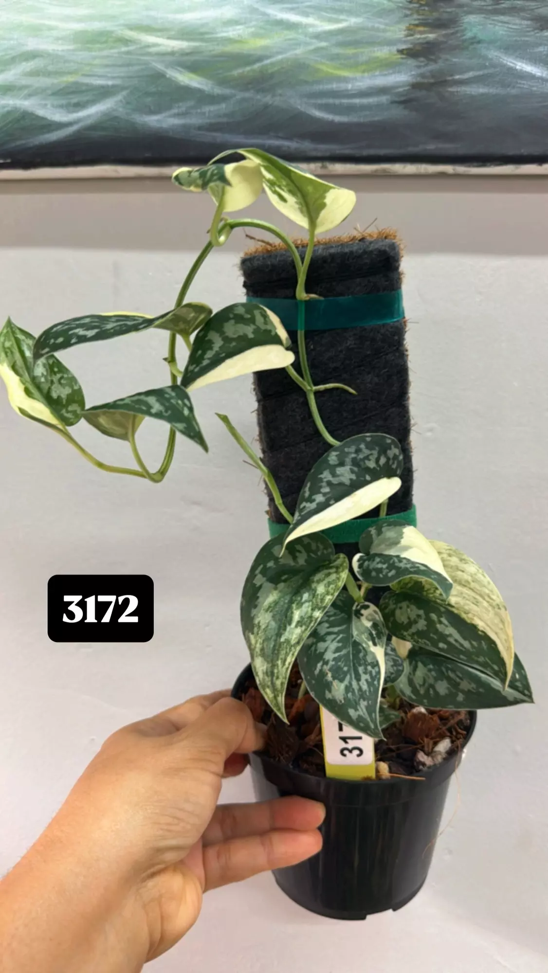 plant/Mayari (two vines)-0