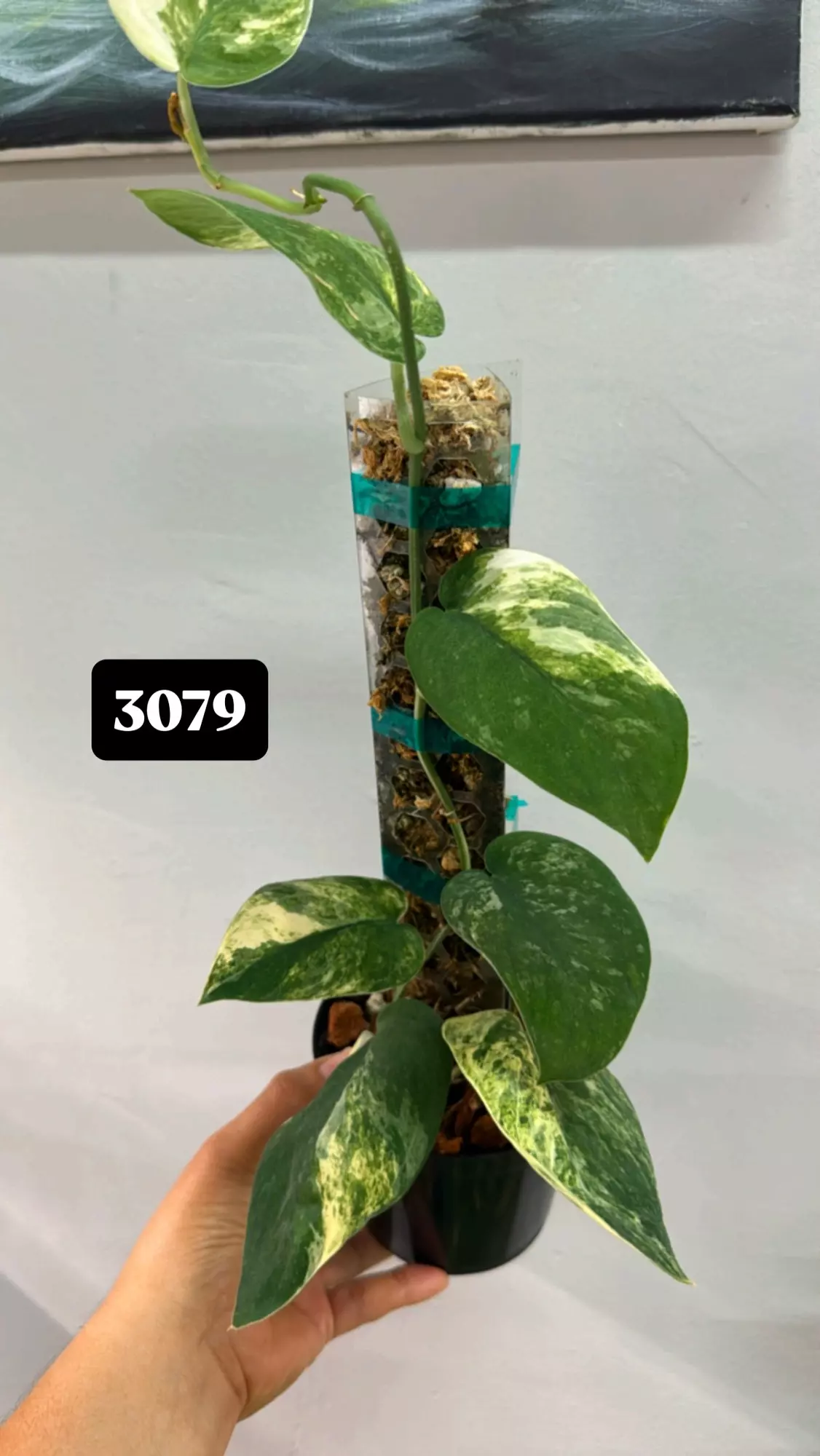 plant/Mangurai var-0