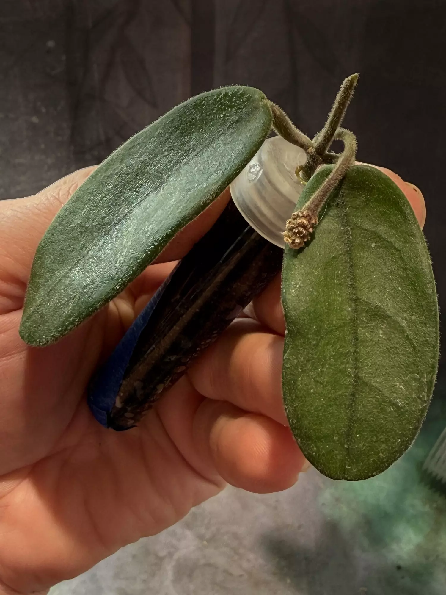 plant/Hoya Sichuaensis unrooted cut with peduncle-1