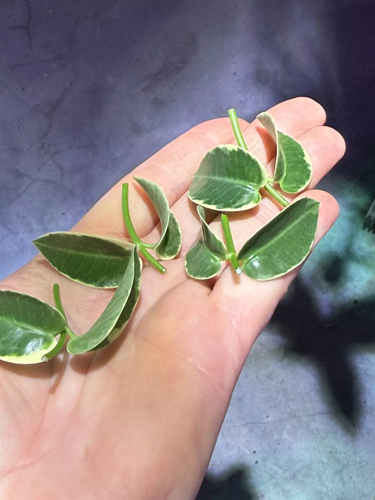plant/Hoya cummingiana albo outer variegated cutting-1