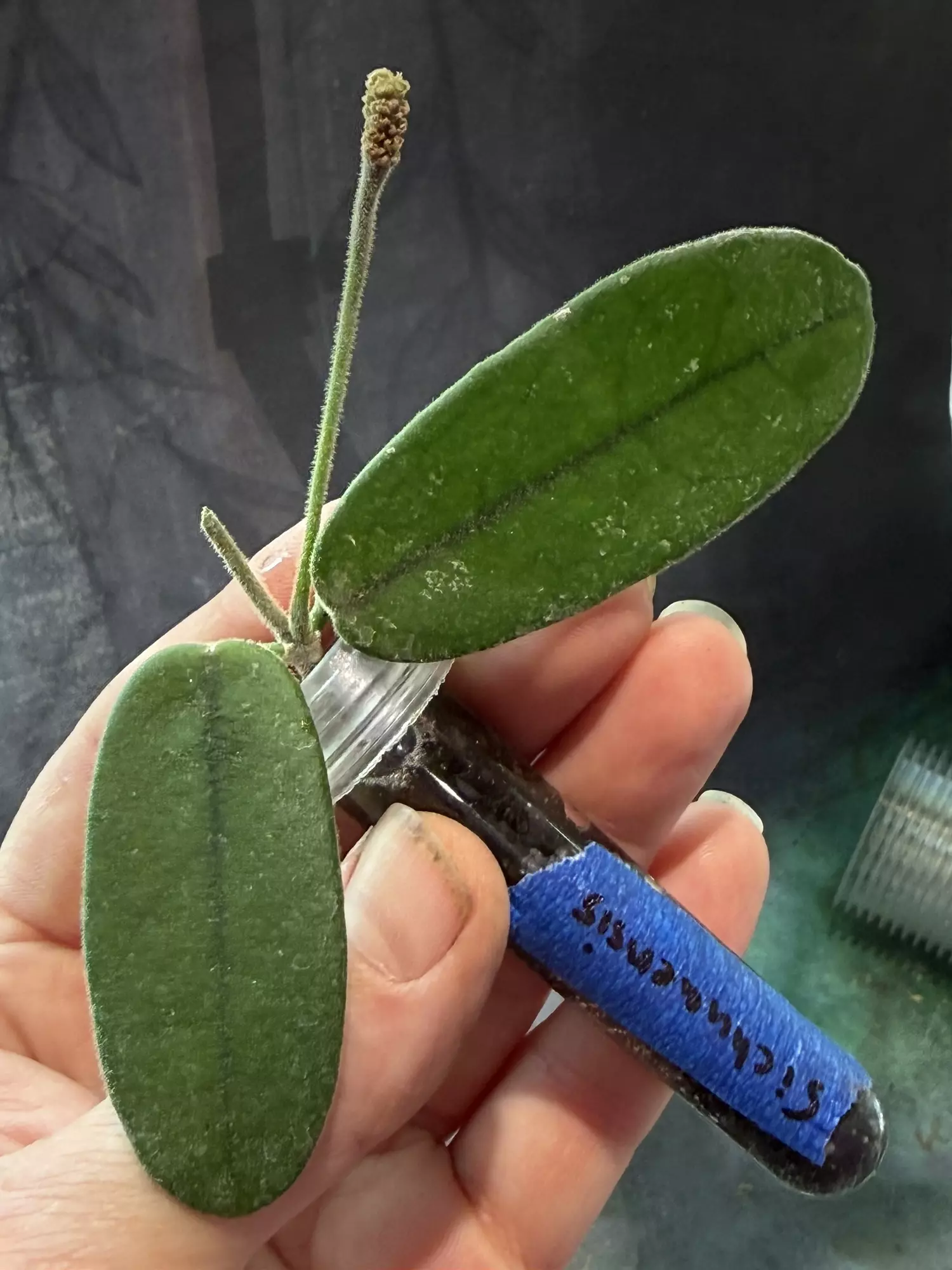 plant/Hoya Sichuaensis unrooted cut with peduncle-2