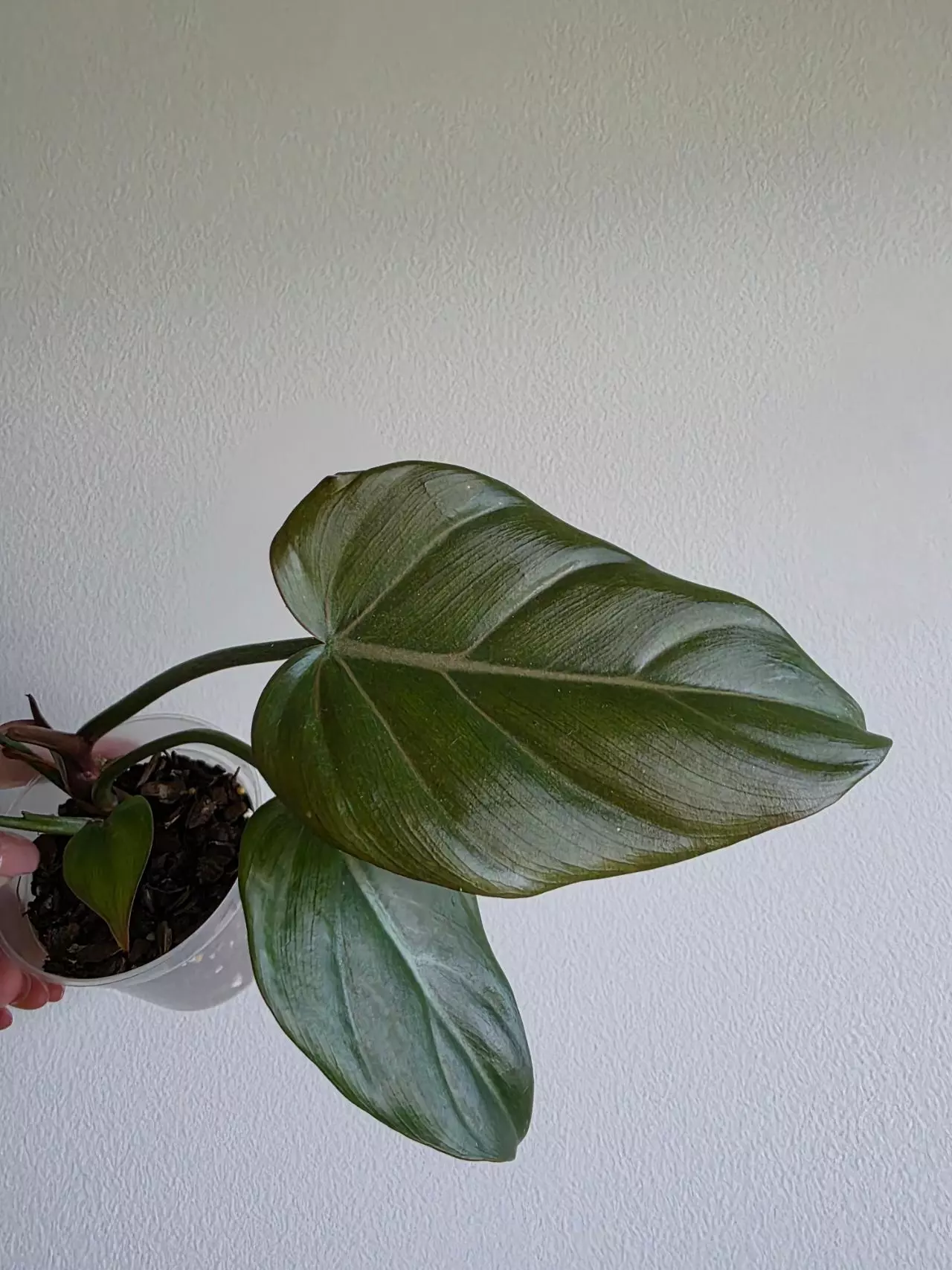 plant/Philodendron Summer glory -0
