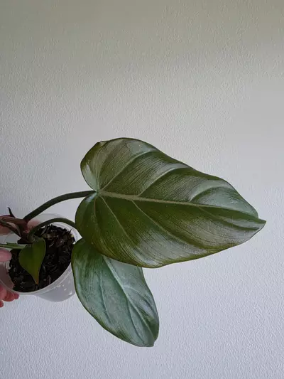 plant/Philodendron Summer glory -0-thumbnail