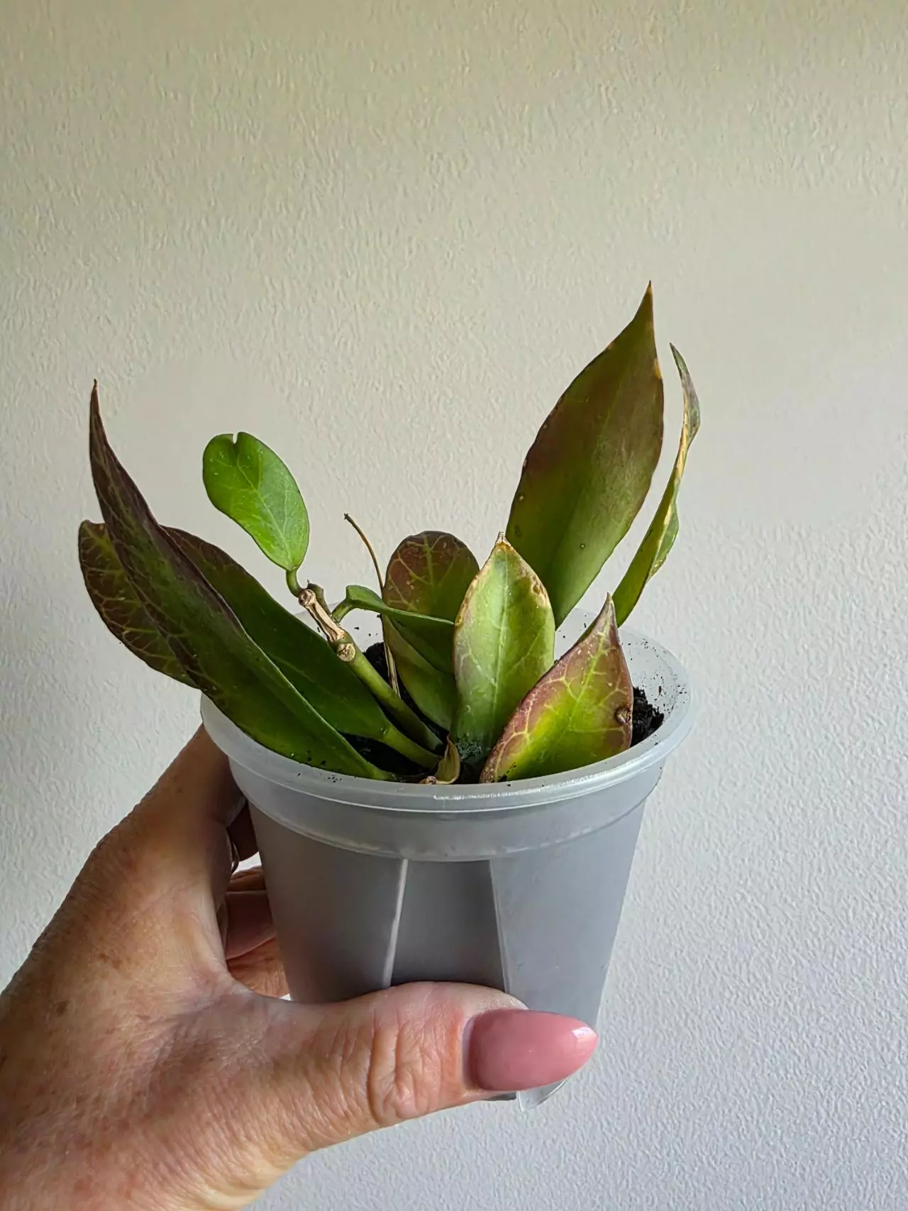 plant/Hoya Sunrise -0