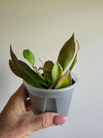 plant/Hoya Sunrise -0-thumbnail