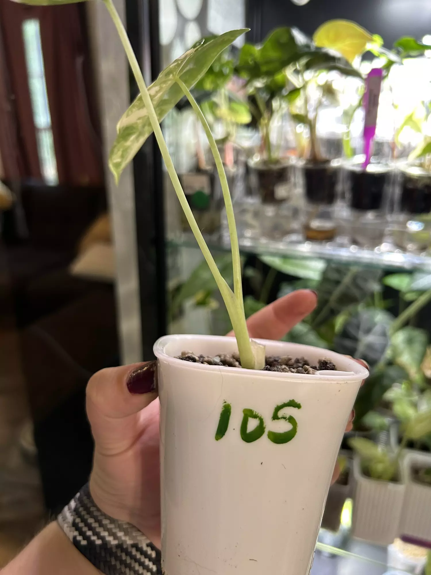 plant/Alocasia Frydek 105-1