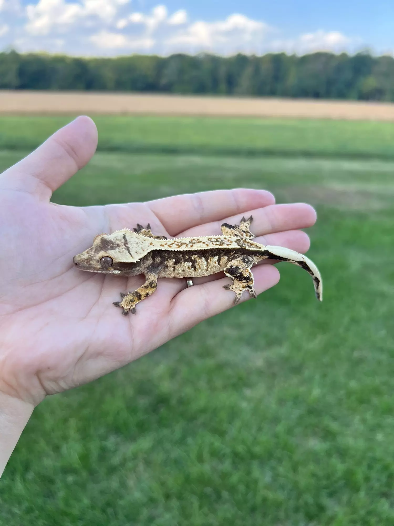 plant/PC1: No pores seen: 12 grams-1