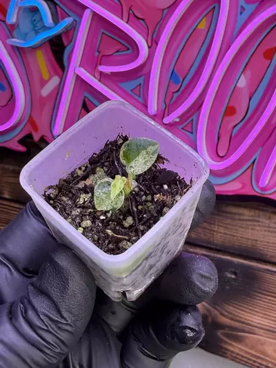 plant/Var Green Silk x Mors Verde-0-thumbnail